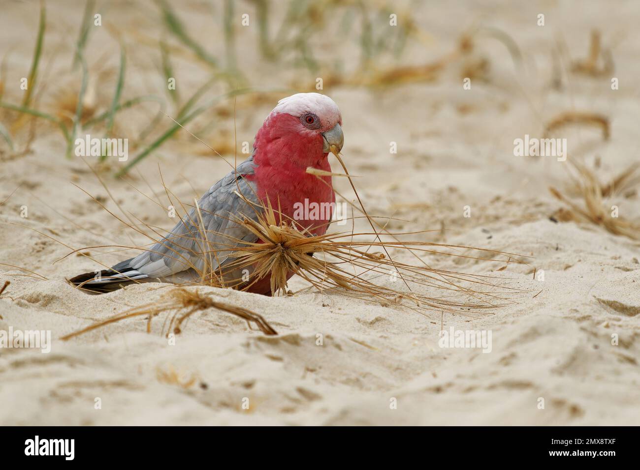 Galah Eolophus roseicapilla known as the rosebreasted cockatoo