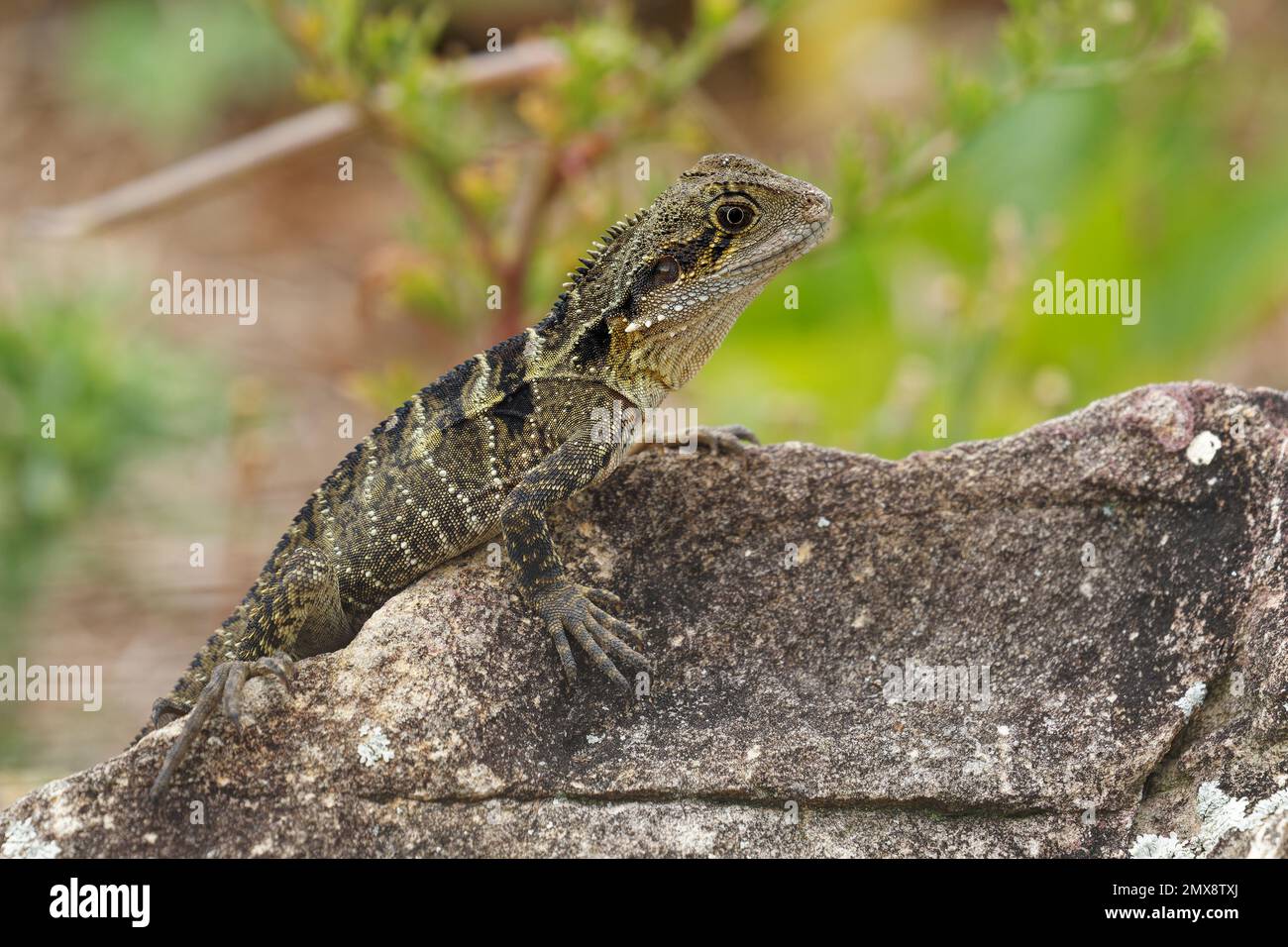 Australian Water Dragon - Intellagama or Physignathus lesueurii howittii, also Eastern or Gippsland water dragon, lizard on the rock above the sea. Stock Photo