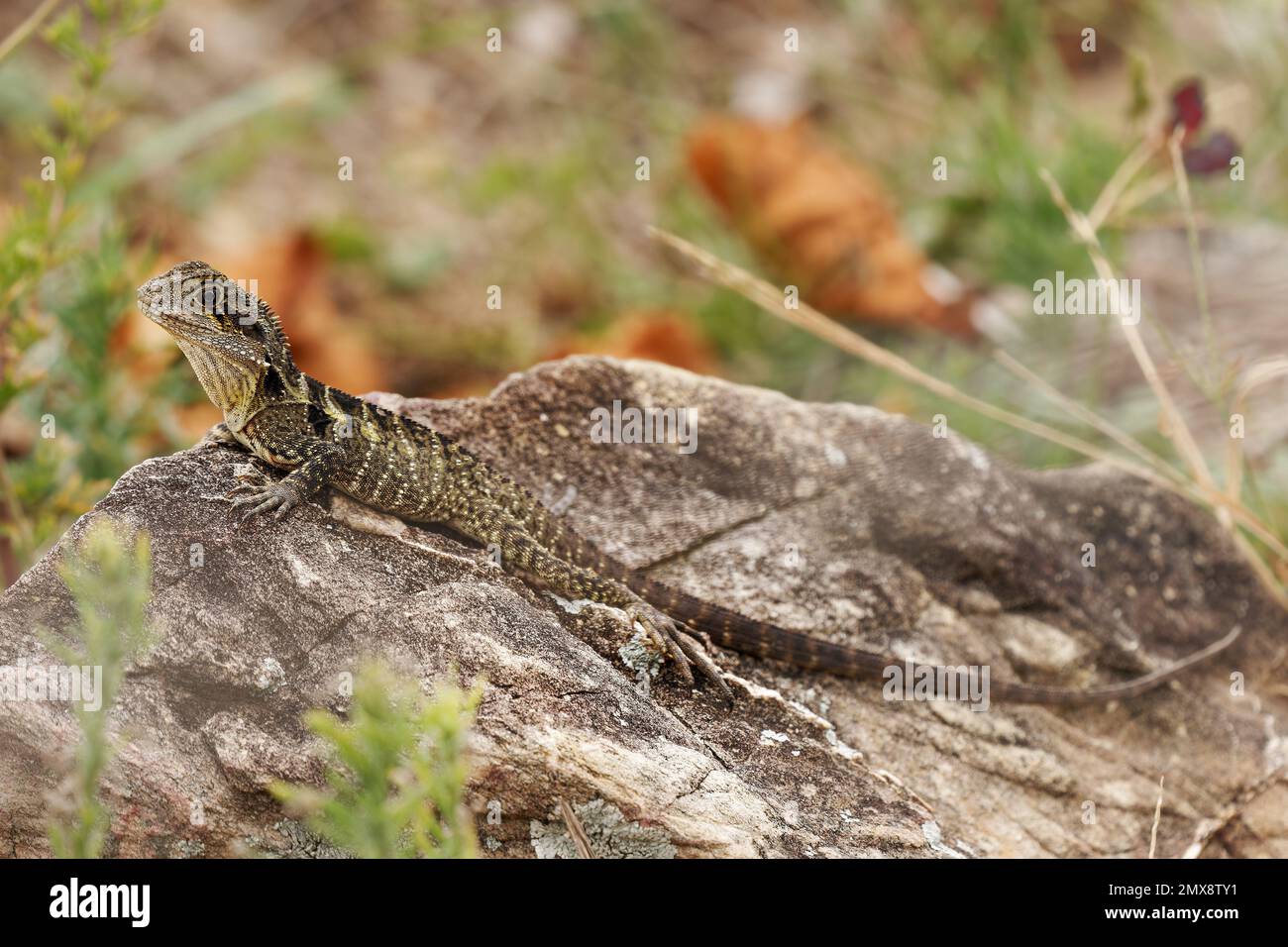Australian Water Dragon - Intellagama or Physignathus lesueurii howittii, also Eastern or Gippsland water dragon, lizard on the rock above the sea. Stock Photo