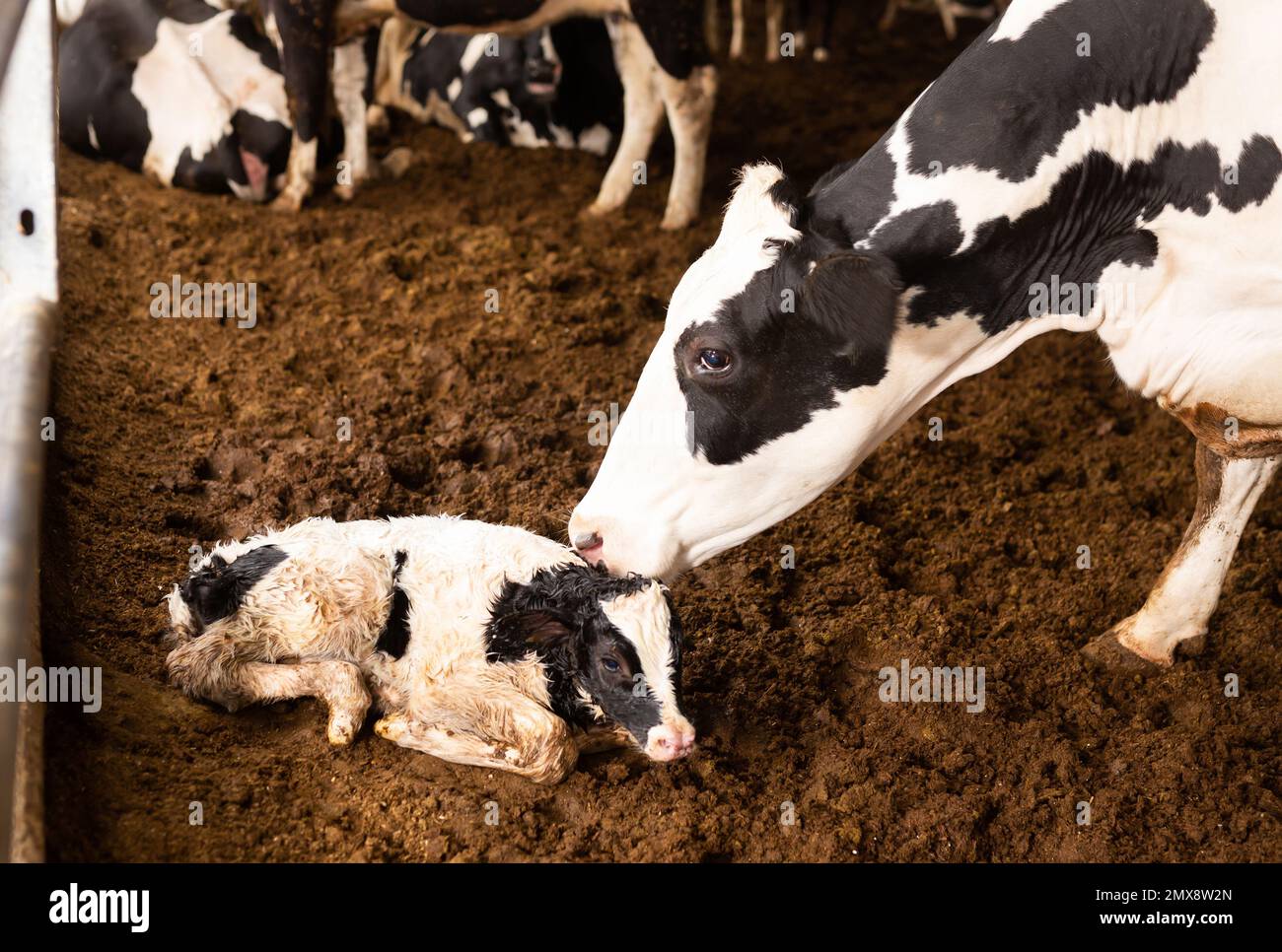 Calf and his mother cow at cow farm Stock Photo - Alamy