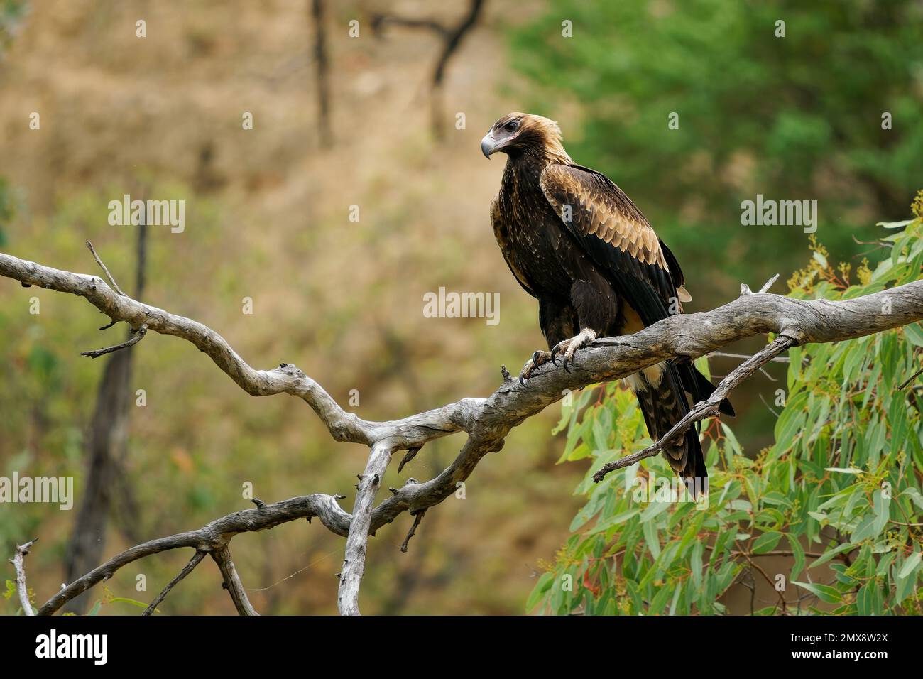 Wedge-tailed Eagle - Aquila audax largest bird of prey in Australia, also found in New Guinea and Tasmania, brown strong hunter ranging from desert to Stock Photo