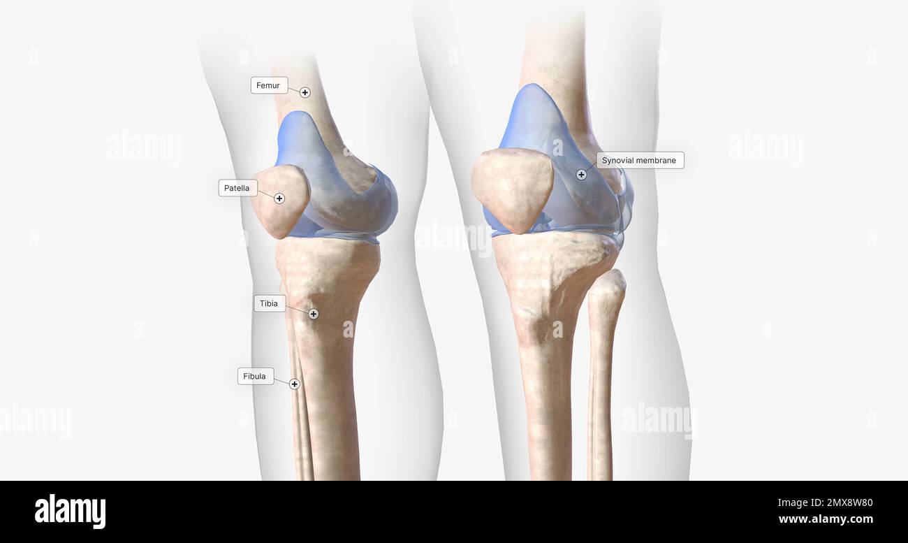 The knee joint contains ligaments, membranes, bursae, and cartilage that stabilize the joint