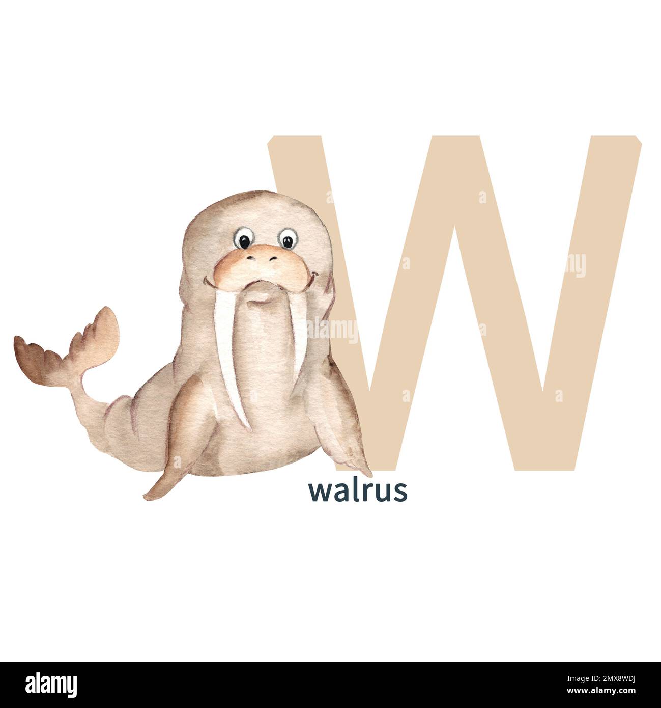 Letter W, walrus, cute kids animal ABC alphabet. Watercolor