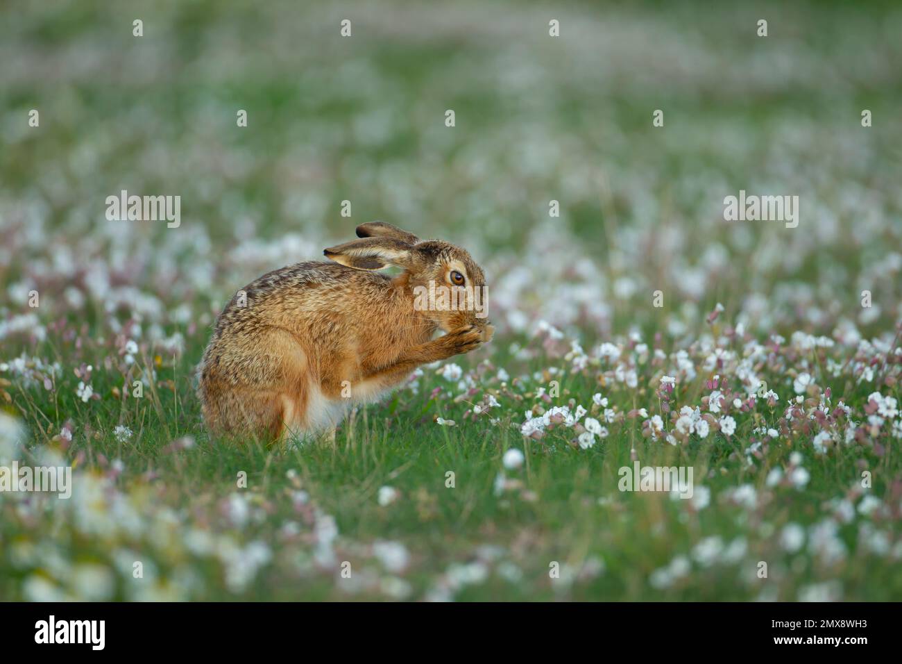 Brown hare Lepus europaeus adult washing itself amongst flowering Sea campion, Suffolk, England, United Kingdom Stock Photo