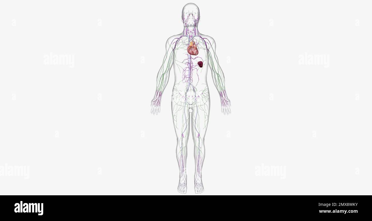 The lymphatic system is part of the immune and circulatory systems. 3D ...