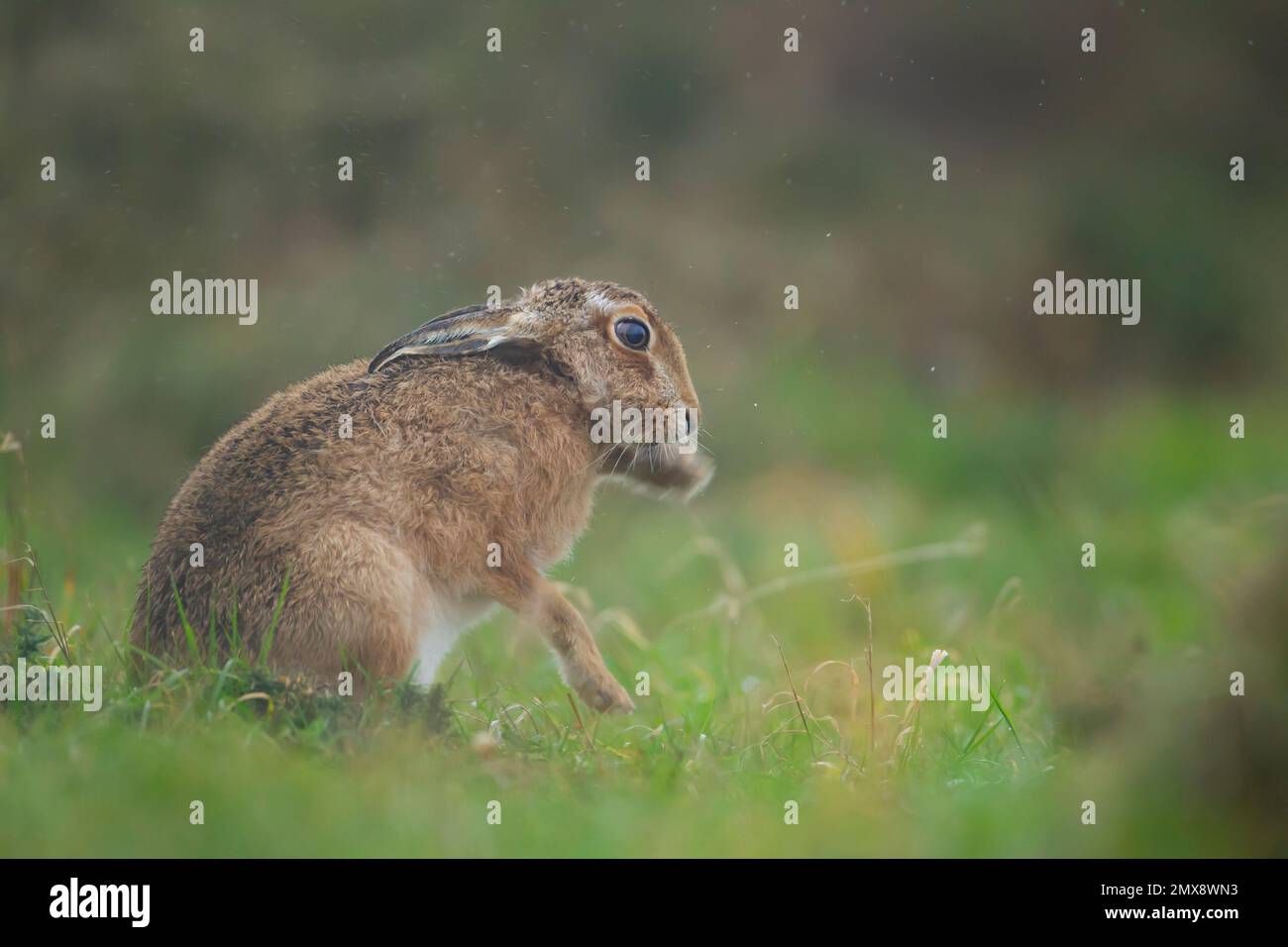 Brown hare Lepus europaeus adult washing itself in a rain shower, Suffolk, England, United Kingdom Stock Photo
