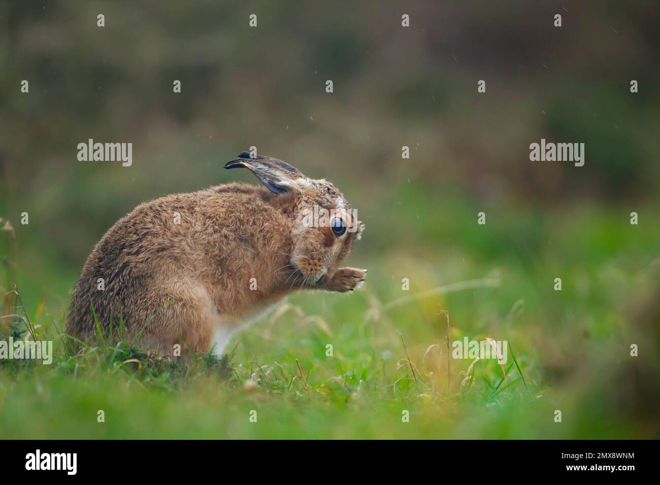 Brown hare Lepus europaeus adult washing itself in a rain shower, Suffolk, England, United Kingdom Stock Photo