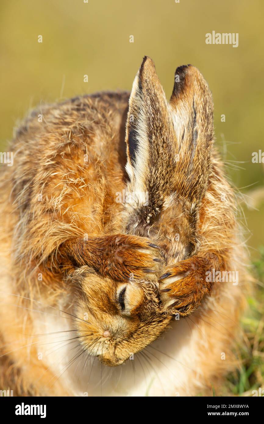 Brown hare Lepus europaeus adult washing itself, Suffolk, England, United Kingdom Stock Photo