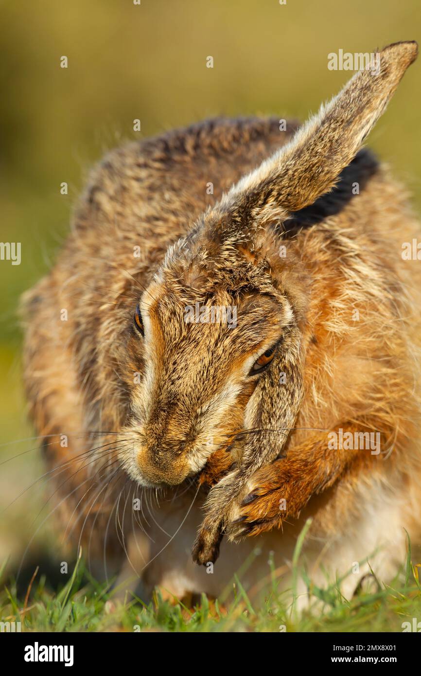 Brown hare Lepus europaeus adult washing its ear, Suffolk, England, United Kingdom Stock Photo