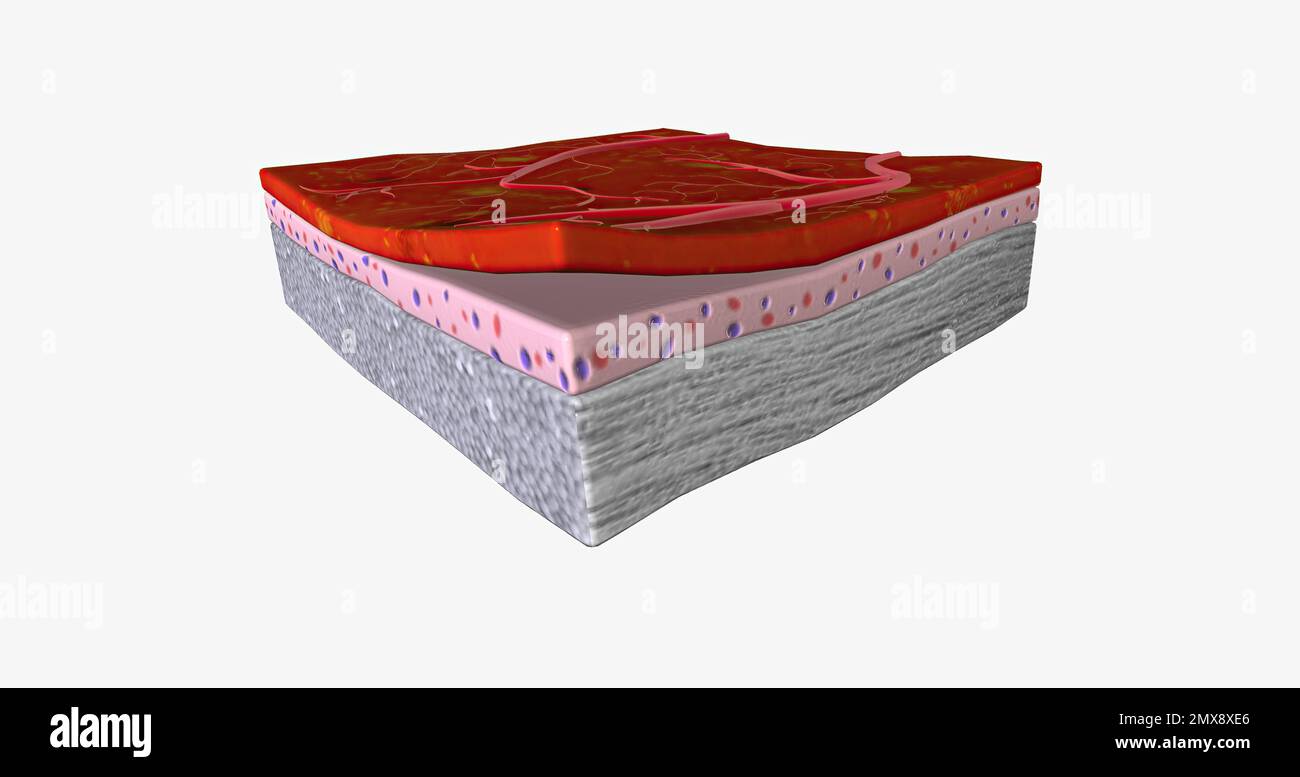 Human nerve tissue microscopy hi-res stock photography and images - Alamy