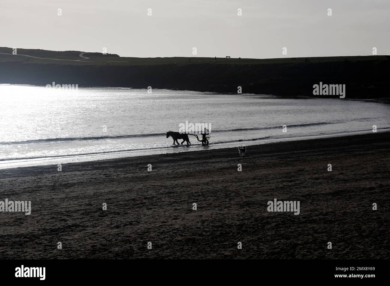 Pony pulling training cart (Sulky, roadsters) in silhouette, early evening at Barry Island beach. January 2023. Winter. Stock Photo