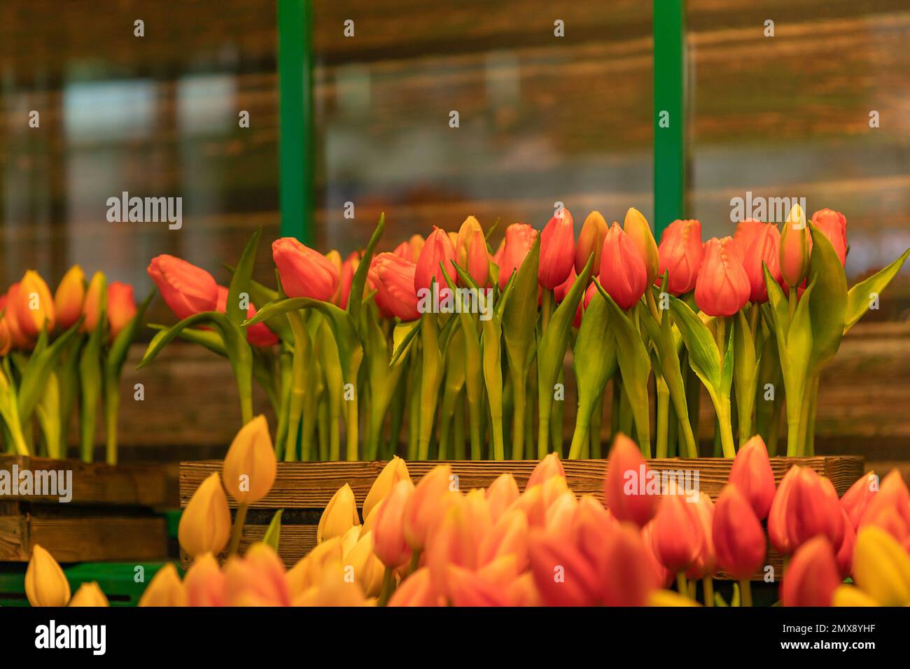 The flower shop in  Amsterdam Airport Schiphol. Tulip is the symbol of Netherlands. Souvenirs from Netherlands. Stock Photo