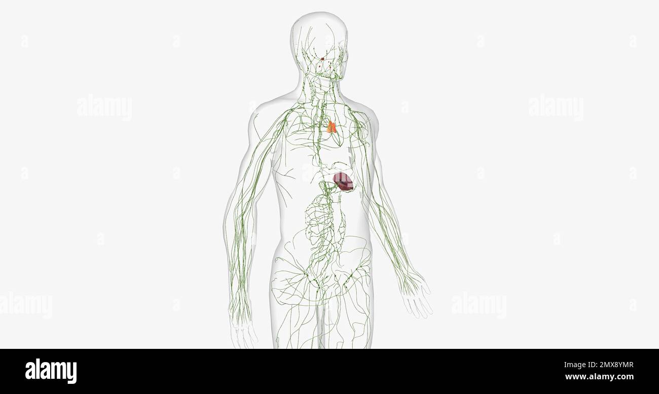The lymphatic system is a network of organs, tissues, vessels and nodes