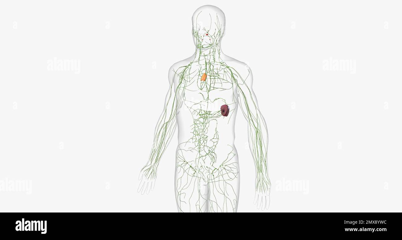The lymphatic system is a network of organs, tissues, vessels and nodes