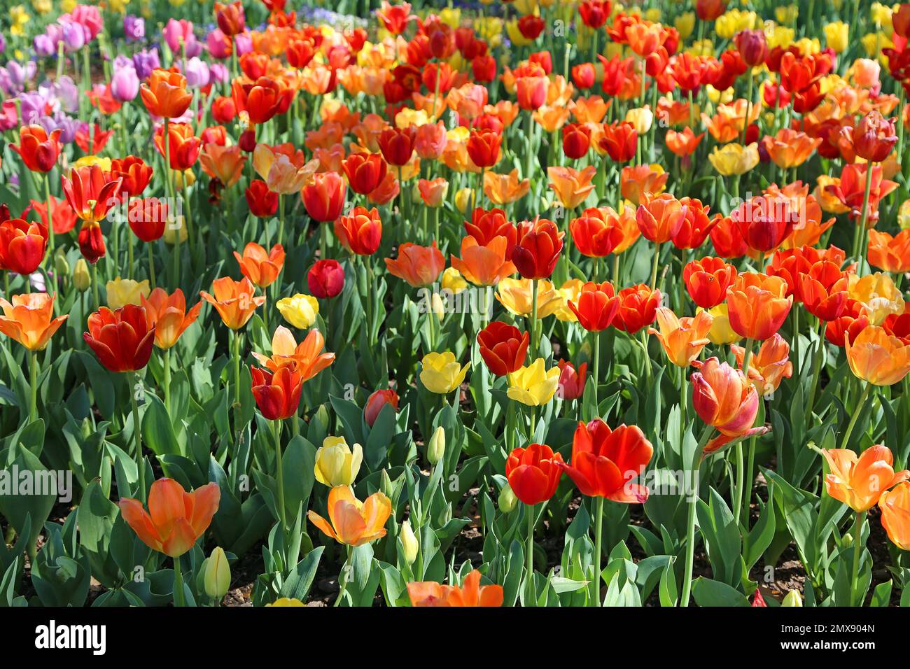 Red, orange and yellow tulips - Fort Worth Botanic Garden, Texas Stock Photo