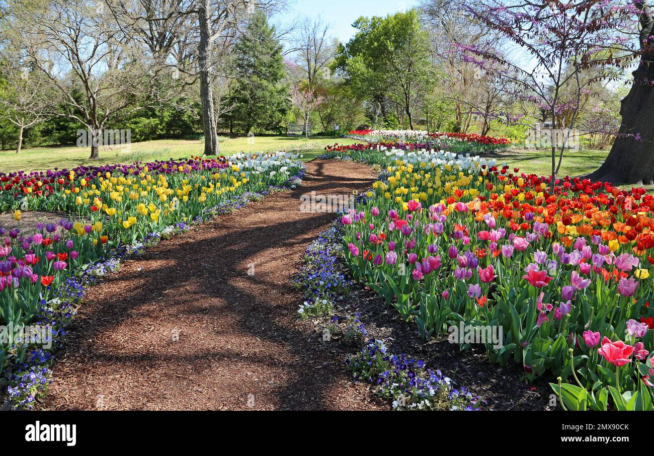 Tulip alley Fort Worth Botanic Garden, Texas Stock Photo Alamy
