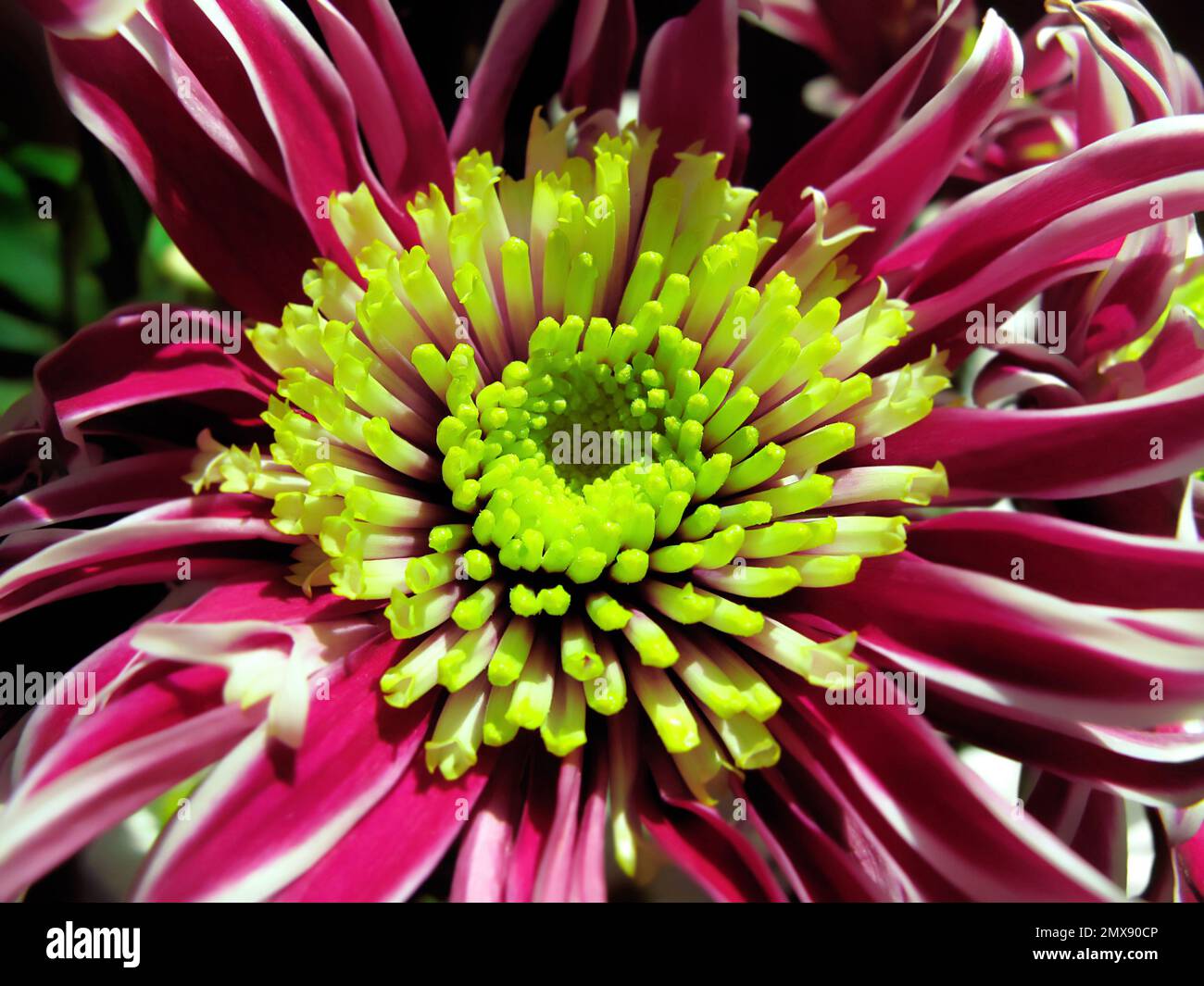 Chrysanthemum hybrid hi-res stock photography and images - Alamy