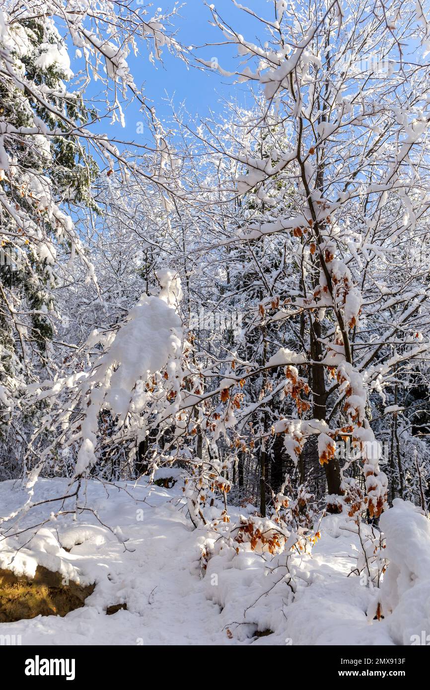 Mixed forest covered with fresh heavy snow in winter, Hala Slowianka, Beskid Mountains, Wegierska Gorka, Poland. Stock Photo