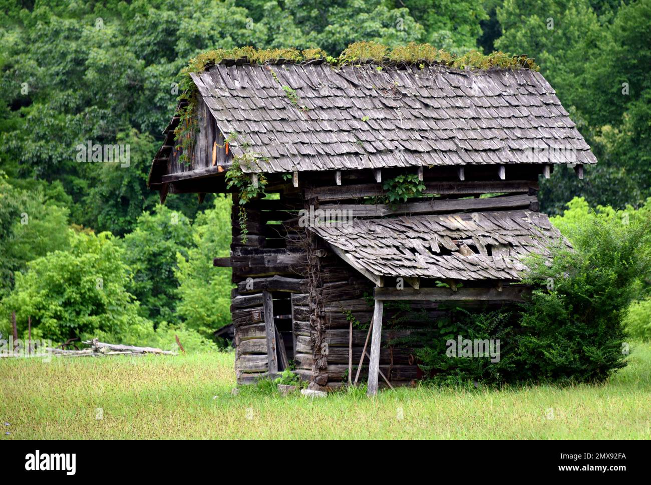 Authentic smokehouse is being overtaken with weeds.  It is part of the Homeplace Mountain Farm and Museum in Southwest Virginia. Stock Photo