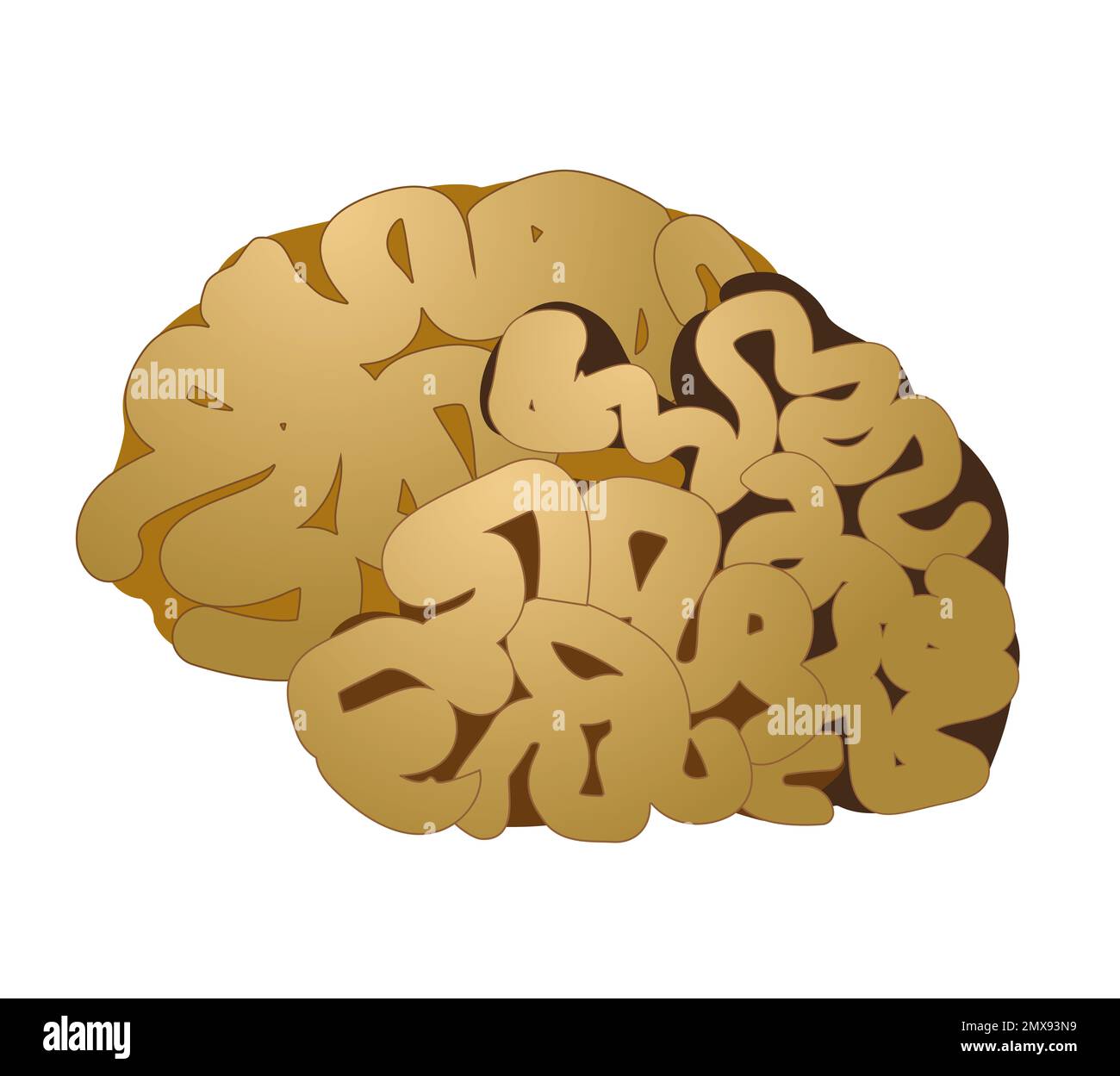 Illustration of human brain on white background Stock Photo