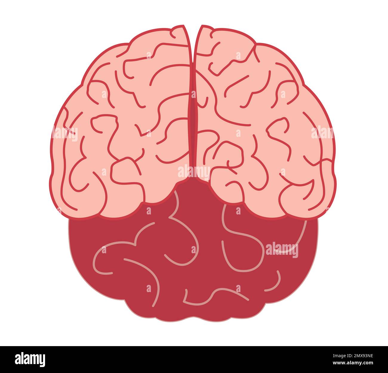 Illustration of human brain on white background Stock Photo