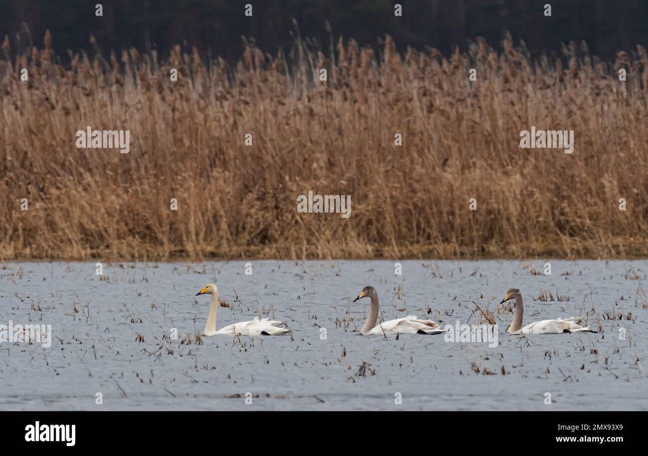 31 January 2023, Brandenburg, Schwedt/Oder: 31.01.2023, Schwedt. A Whooper Swan (Cygnus cygnus) swims together with young birds in gray juvenile plumage in the Lower Oder Valley National Park near Schwedt on a temple in the polder meadows. The Whooper Swallows usually come to the floodplains of the Oder River in the Uckermark from January to March. Photo: Wolfram Steinberg/dpa Photo: Wolfram Steinberg/dpa Stock Photo