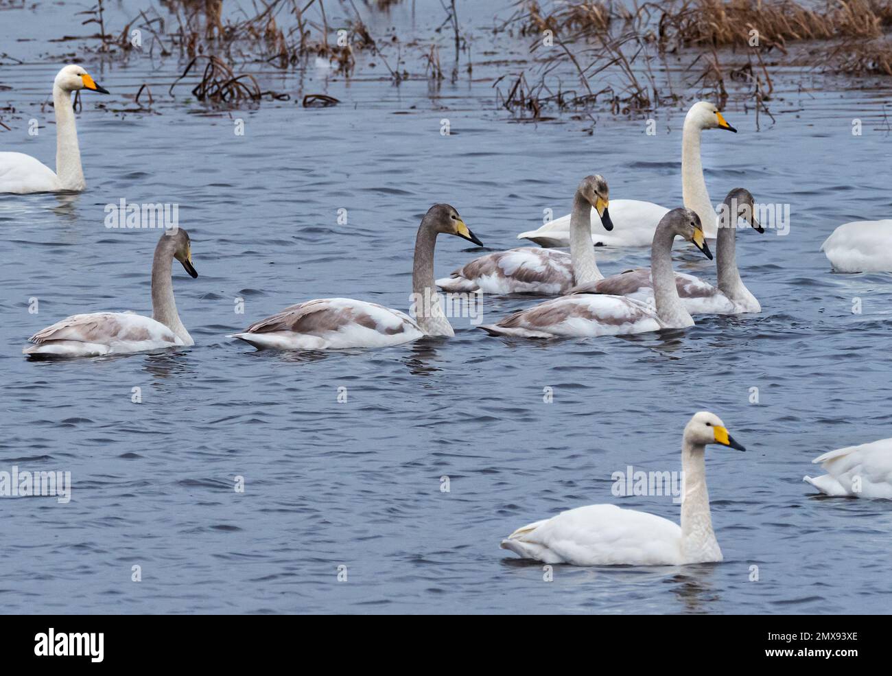 31 January 2023, Brandenburg, Schwedt/Oder: 31.01.2023, Schwedt. Whooper Swallows (Cygnus cygnus) are roosting in the Lower Oder Valley National Park near Schwedt on a temple in the polder meadows. Among them are also young birds in their gray juvenile plumage. The winter nests usually come to the floodplains of the Oder River in the Uckermark from January to March. Photo: Wolfram Steinberg/dpa Photo: Wolfram Steinberg/dpa Stock Photo