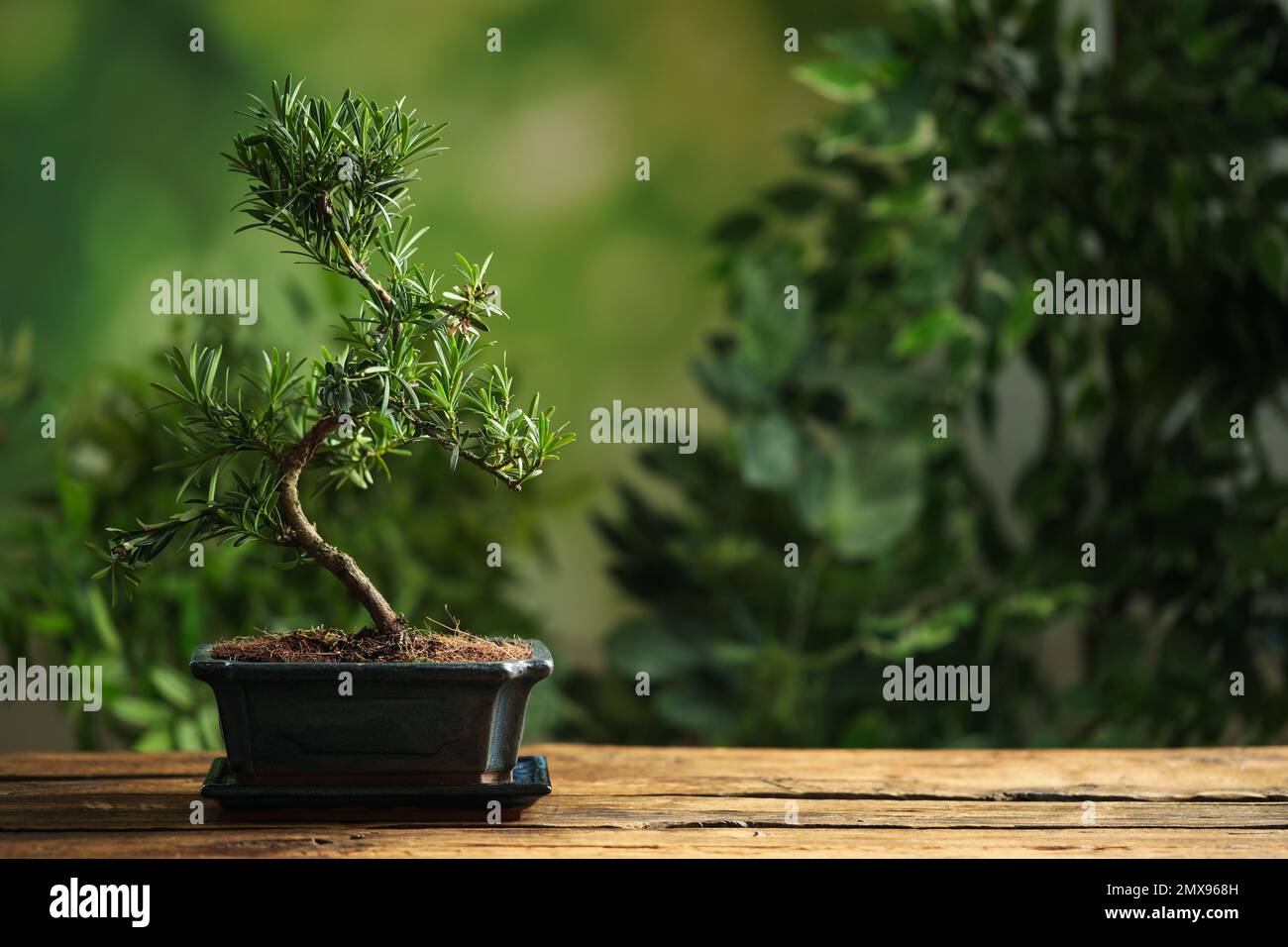 Japanese bonsai plant on wooden surface, and cement wall. Creating zen  atmosphere at home Stock Photo - Alamy
