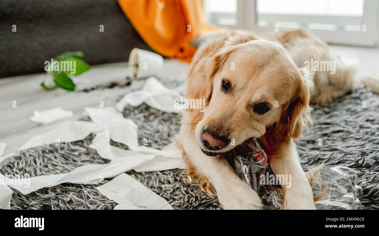 Golden retriever dog rolled in toilet paper in living room playing. Purebred doggy pet making