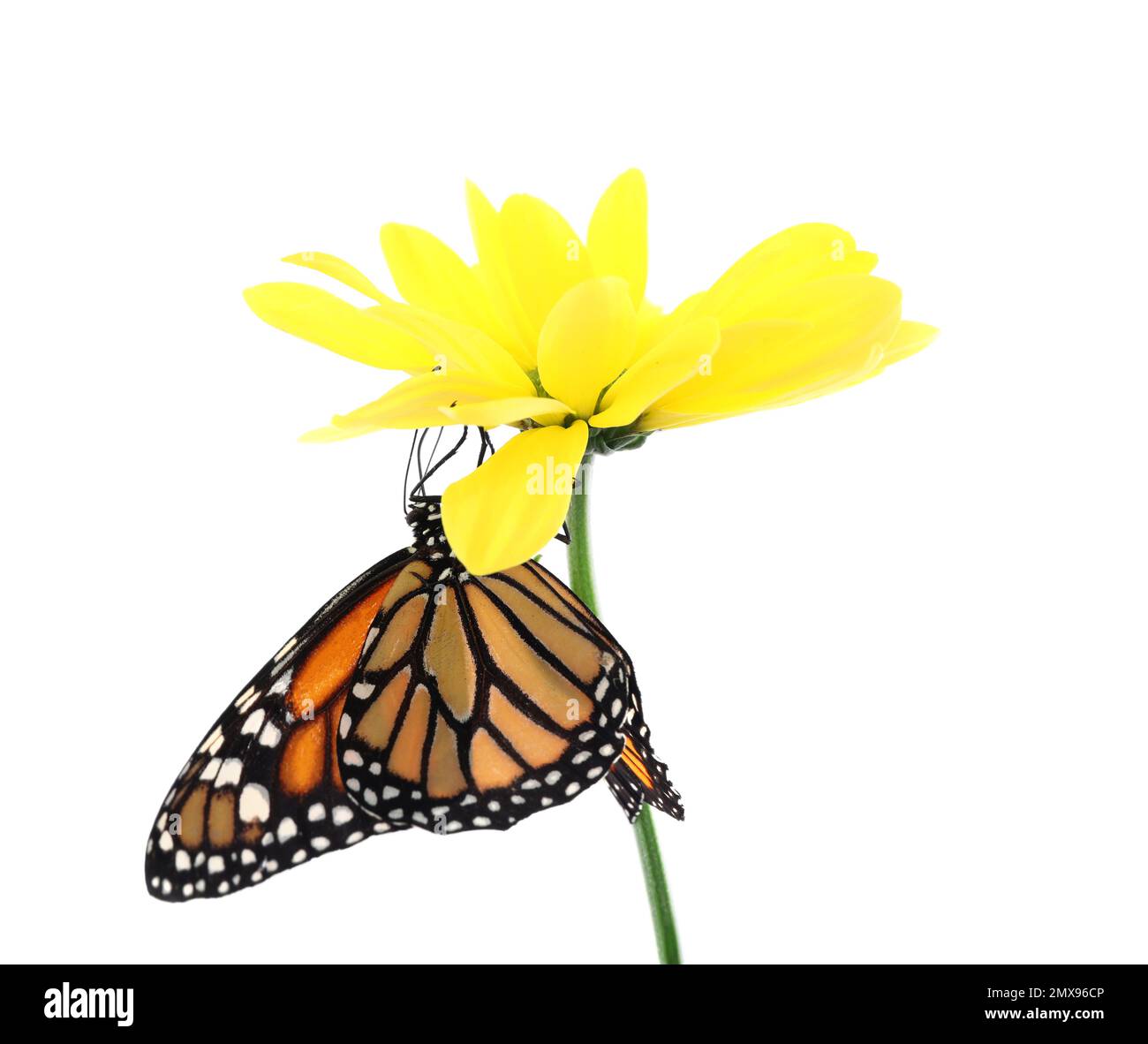 Flower with beautiful monarch butterfly isolated on white Stock Photo ...