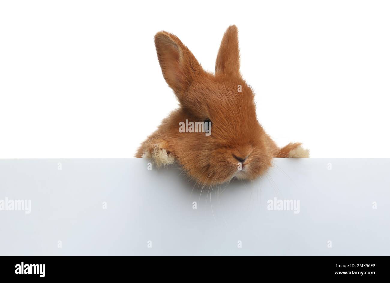 Adorable fluffy bunny on white background. Easter symbol Stock Photo ...