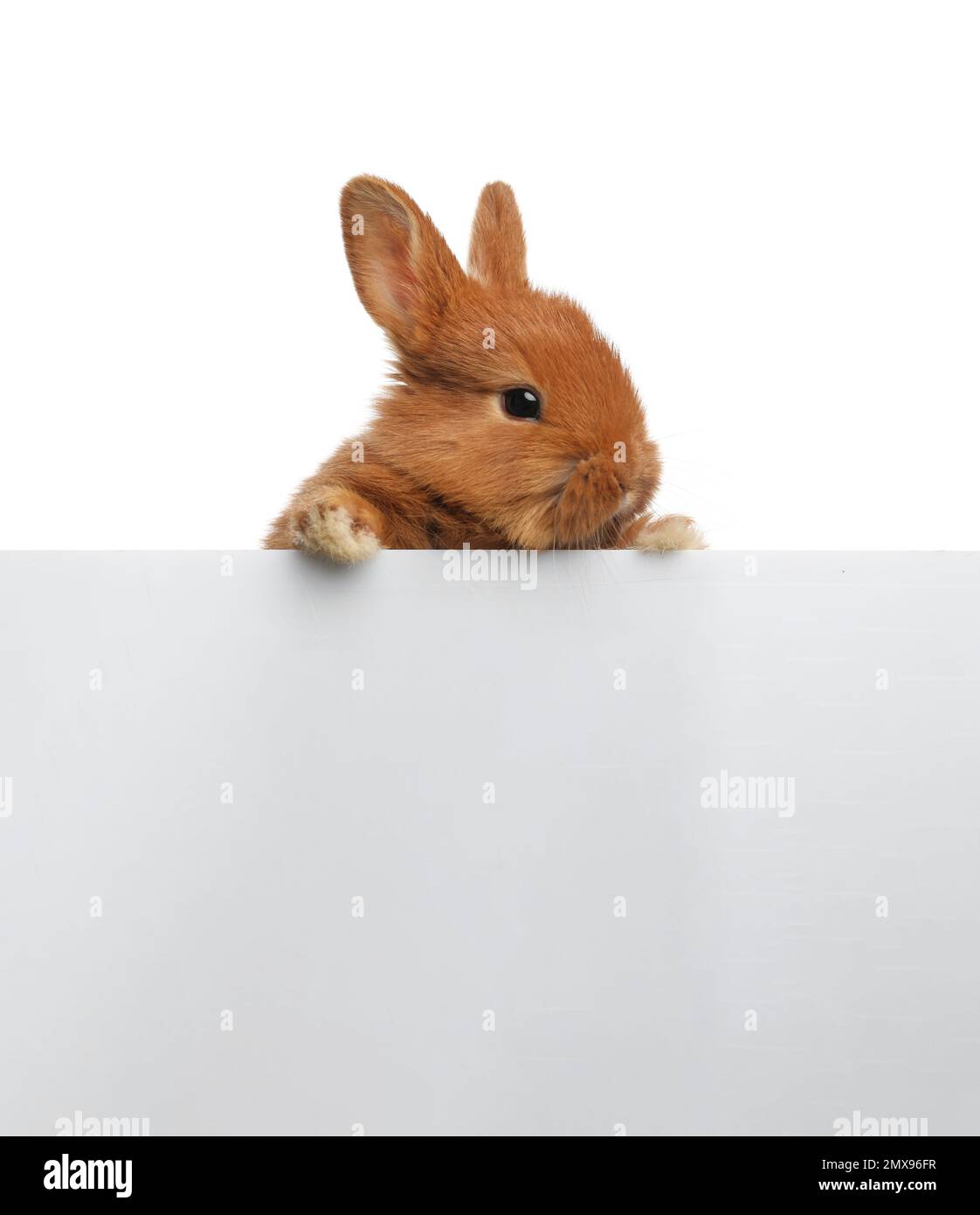 Adorable fluffy bunny on white background. Easter symbol Stock Photo ...