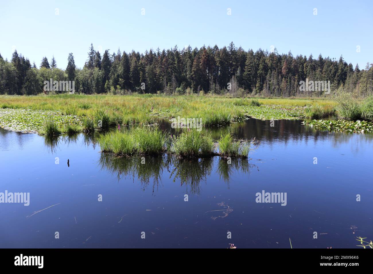 Beaver lake hi-res stock photography and images - Alamy