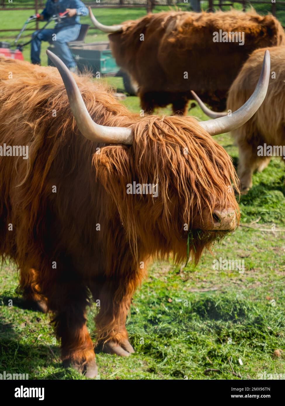 Highland Scottish breed of rustic cattle. Furry cows eat fresh grass in paddock. Stock Photo
