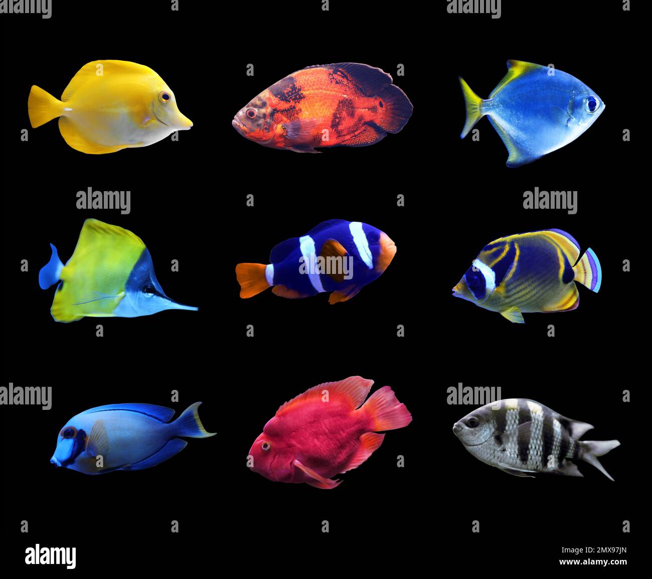 Set of different bright tropical fishes on black background Stock Photo