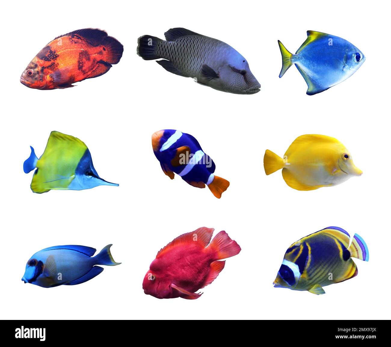 Set of different bright tropical fishes on white background Stock Photo