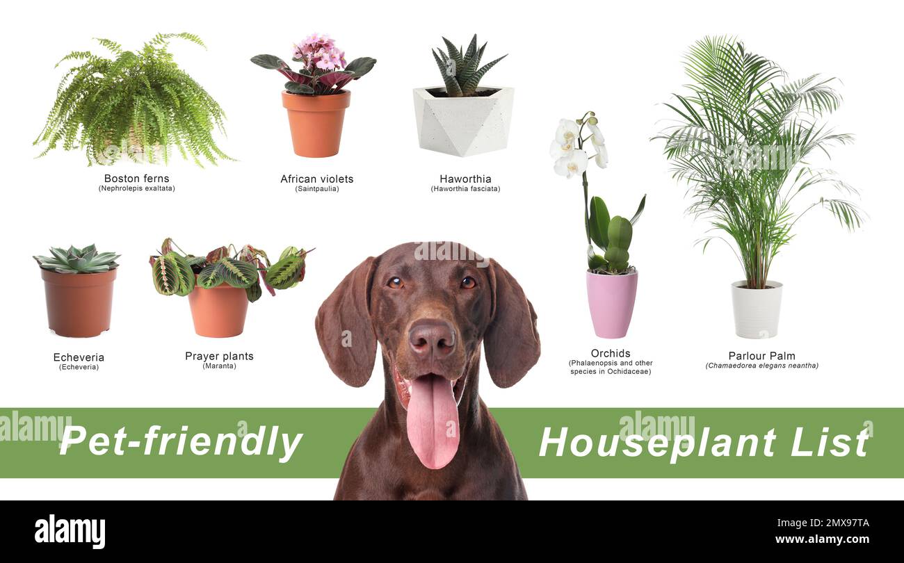 List of petfriendly houseplants on white background Stock Photo Alamy