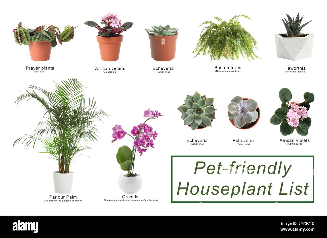 List of petfriendly houseplants on white background Stock Photo Alamy