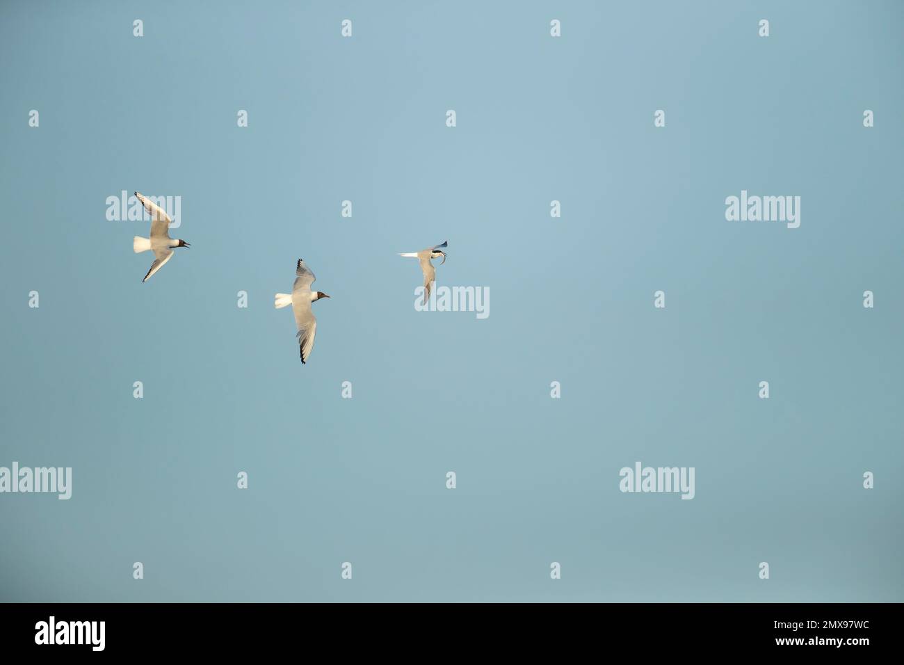 Common tern Sterna hirundo adult bird in flight carrying a fish in its beak being chased by two Black-headed gulls Stock Photo