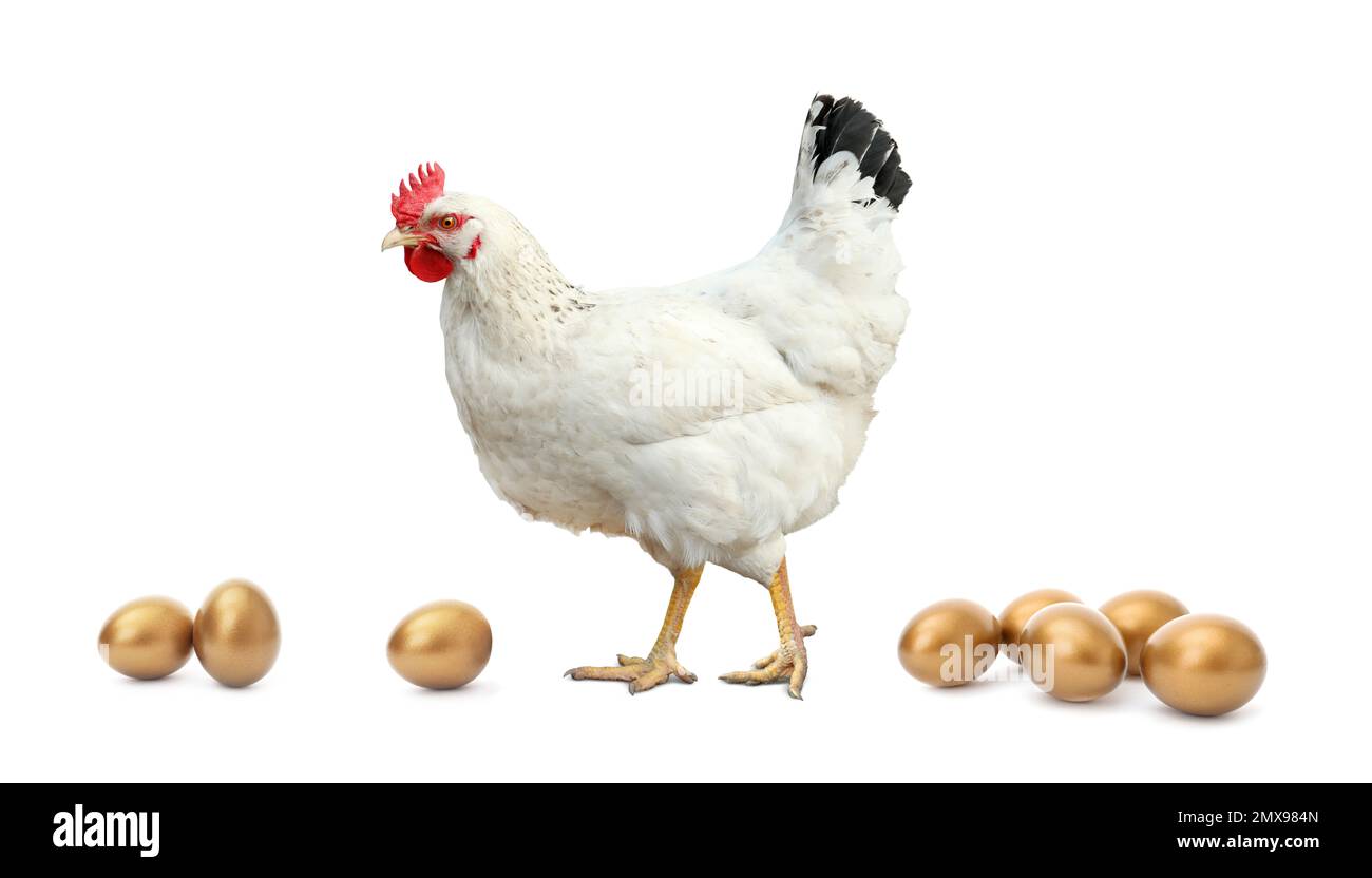 Chicken and golden eggs on white background Stock Photo Alamy