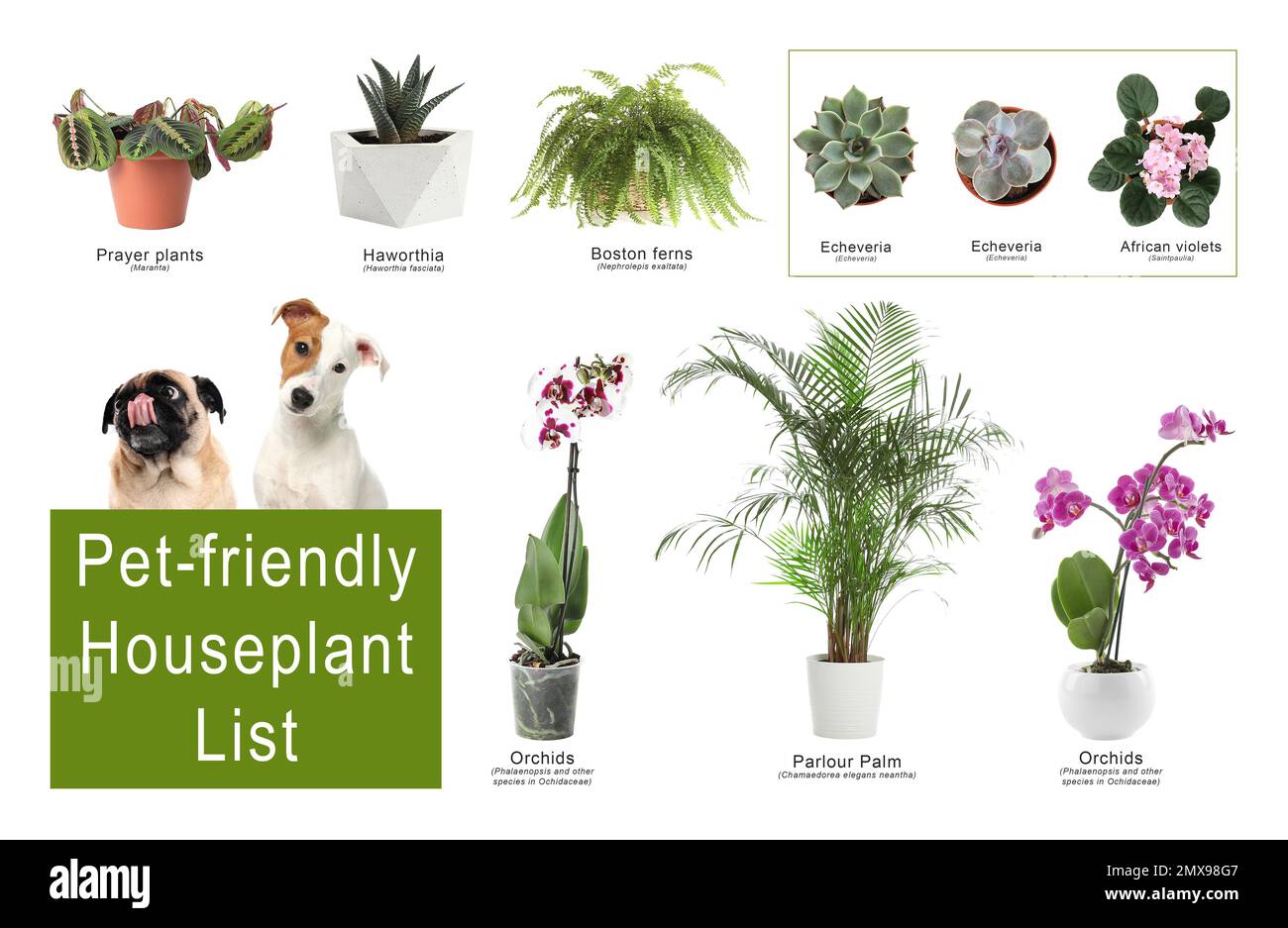 List of petfriendly houseplants on white background Stock Photo Alamy