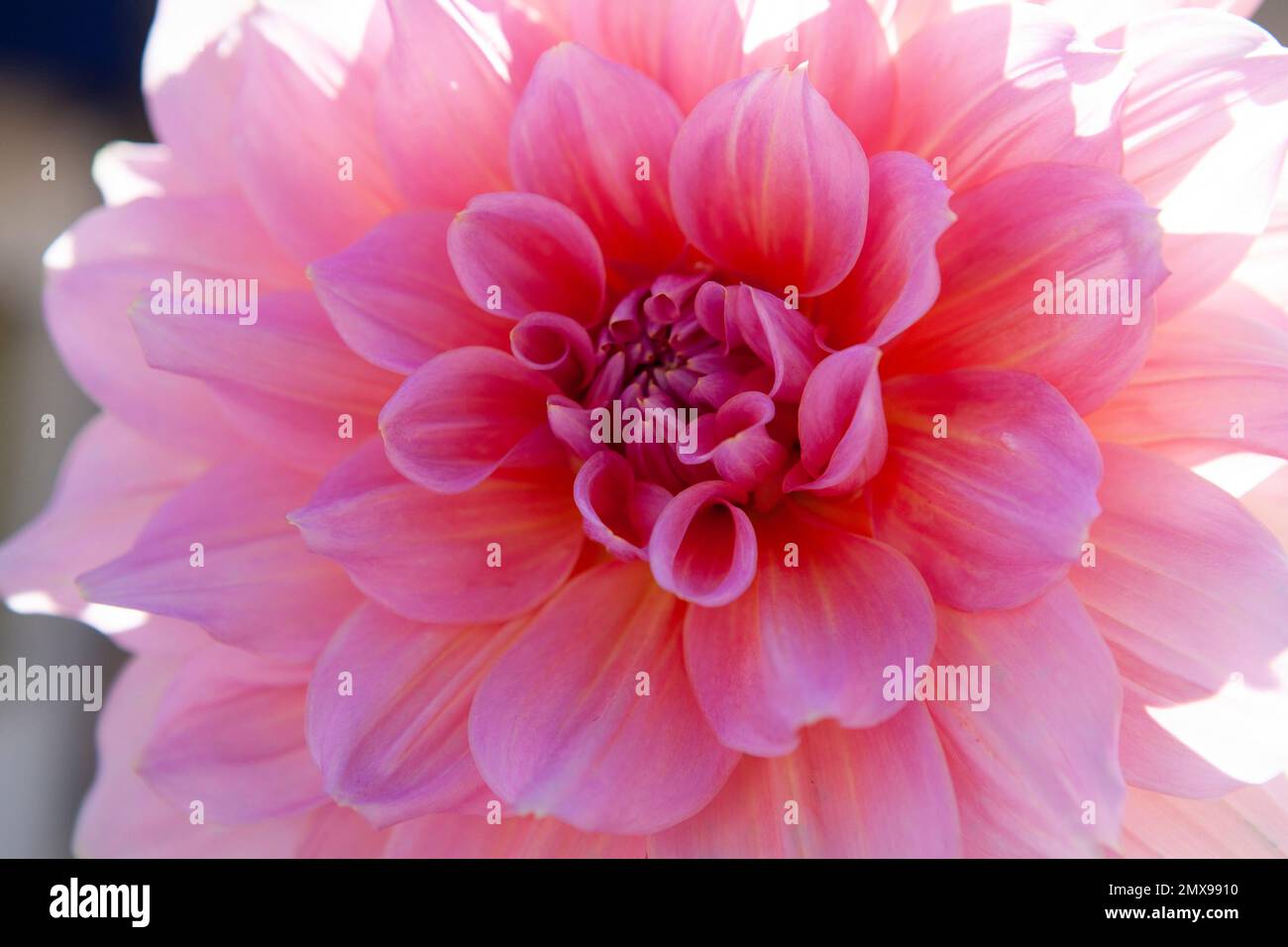 Dahlia care hi-res stock photography and images - Alamy