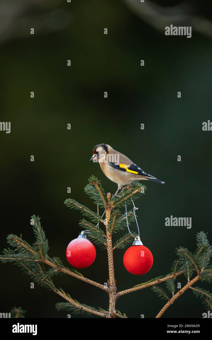 European goldfinch Carduelis carduelis adult bird on a Christmas tree, Suffolk, England, UK Stock Photo