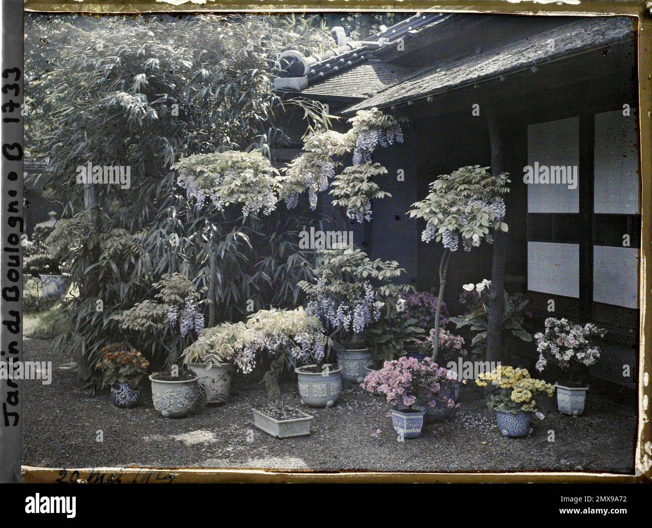 Property of Albert Kahn, Boulogne, France Bonsai and various plants in