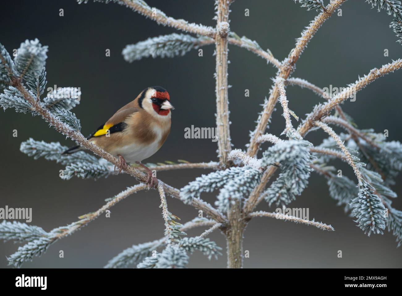 European goldfinch Carduelis carduelis adult bird on a frosted Christmas tree, Suffolk, England, UK, Stock Photo
