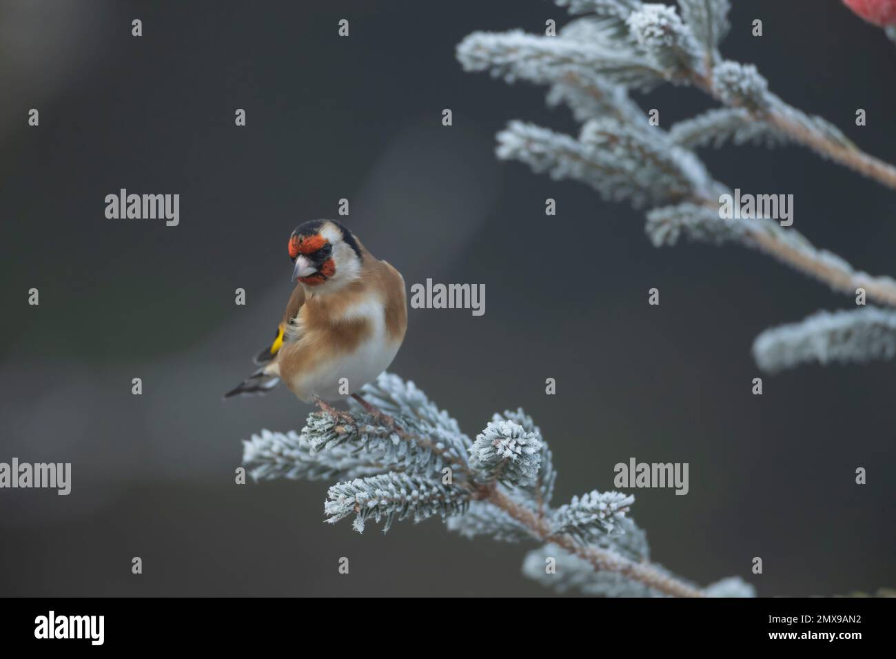 European goldfinch Carduelis carduelis adult bird on a frosted Christmas tree, Suffolk, England, UK, Stock Photo