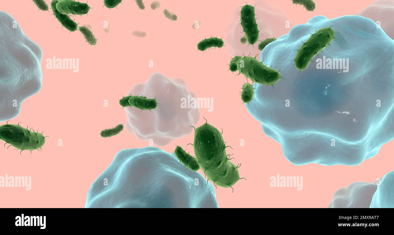 Salmonella infections test hires stock photography and images Alamy