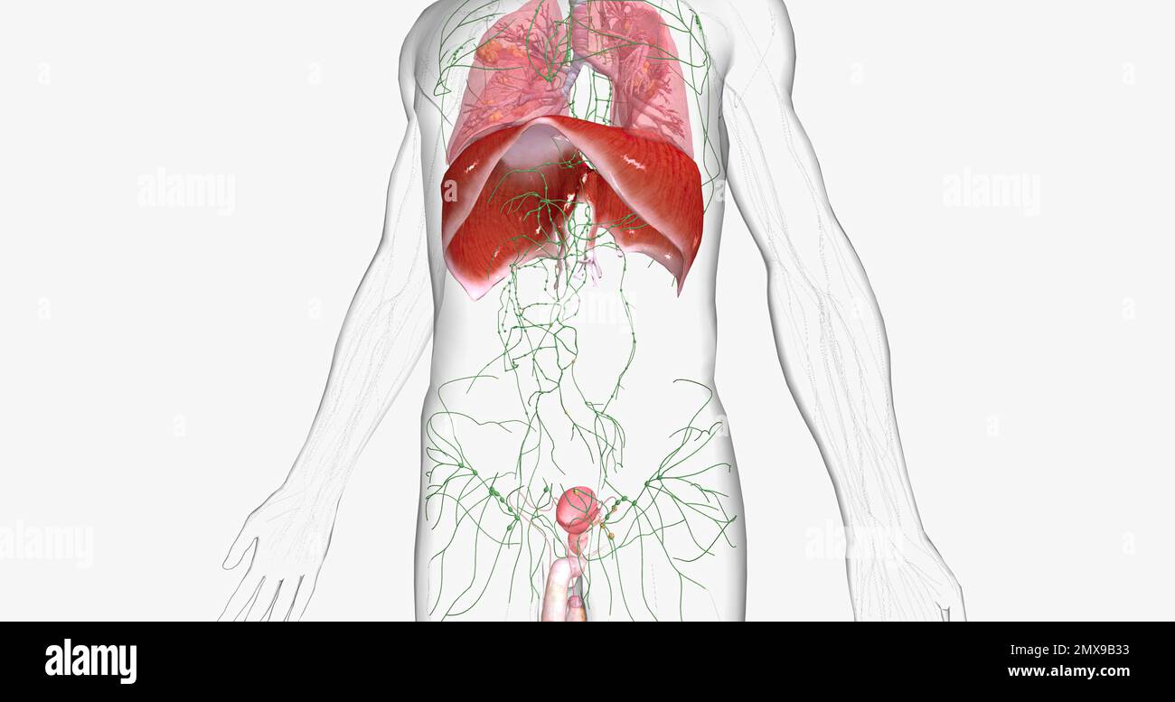 Disease of male genital organ hires stock photography and images Alamy