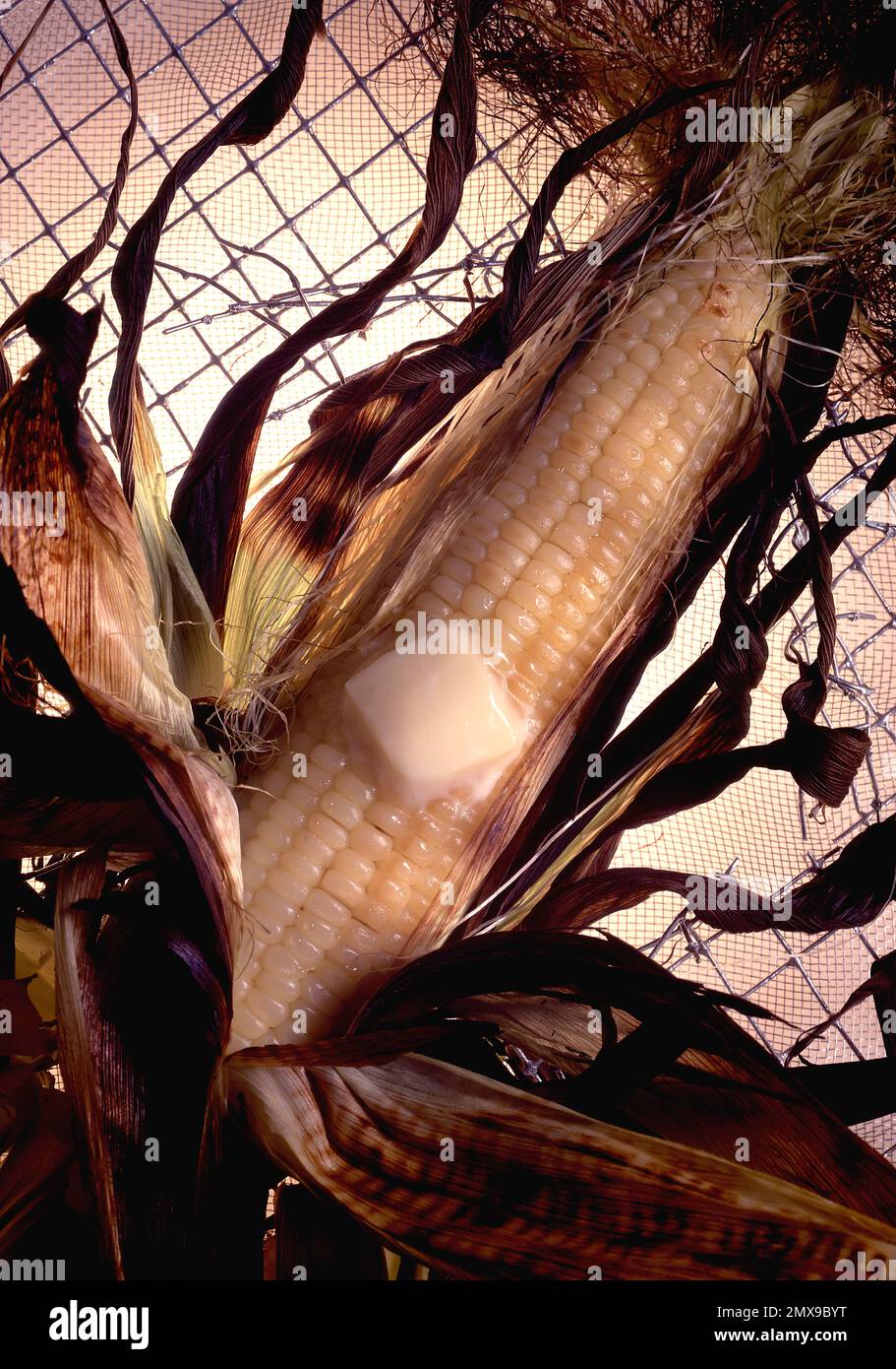 Grilled corn with husk on in a studio photograph.  Brightly back lit, sitting on a metal mesh.  Melting square of butter on top. Dramatic. Stock Photo