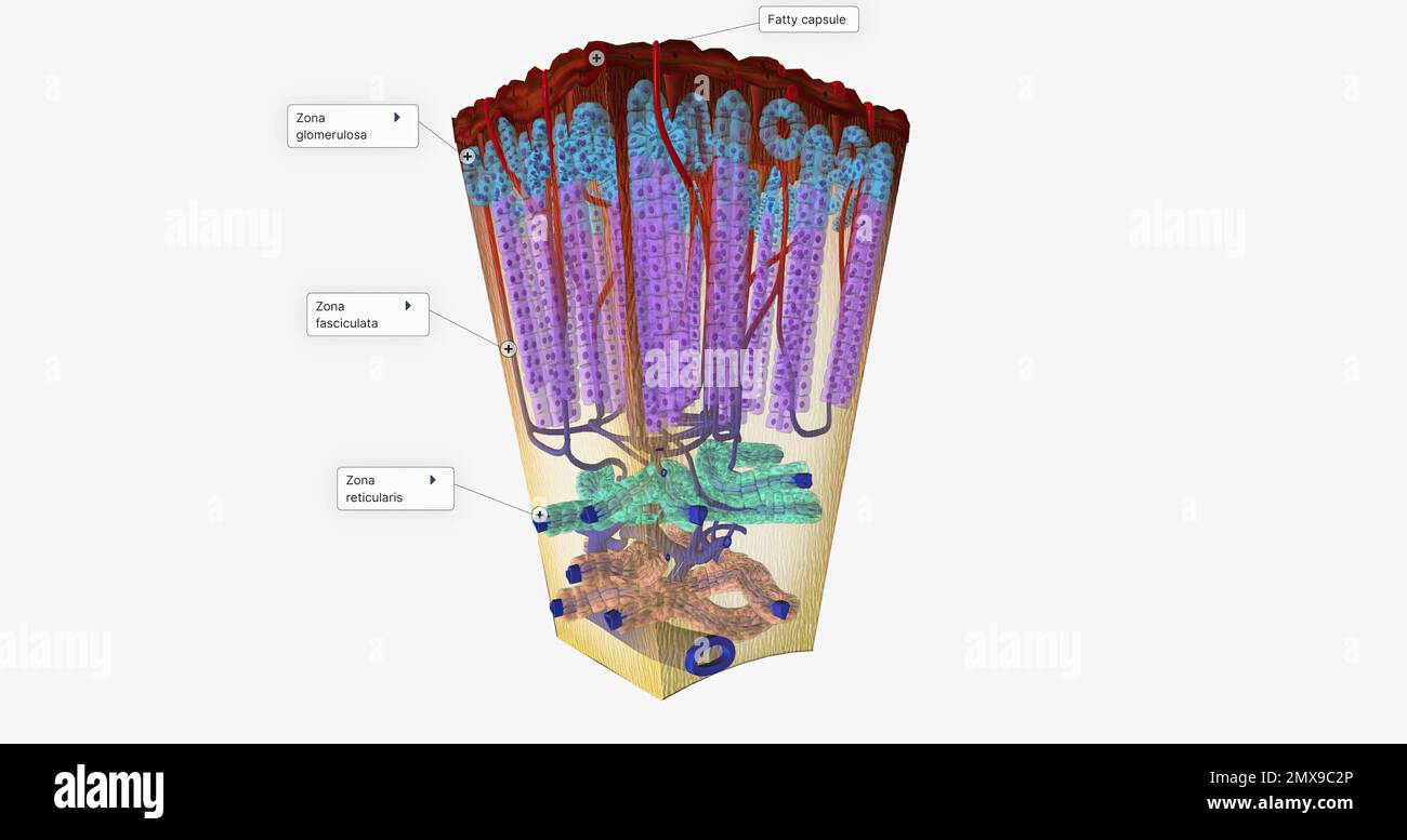 The Adrenal Cortex Hormone Release 3D rendering Stock Photo Alamy